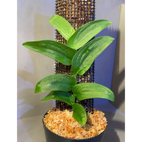 Rhaphidophola sp. from Genting Highlands