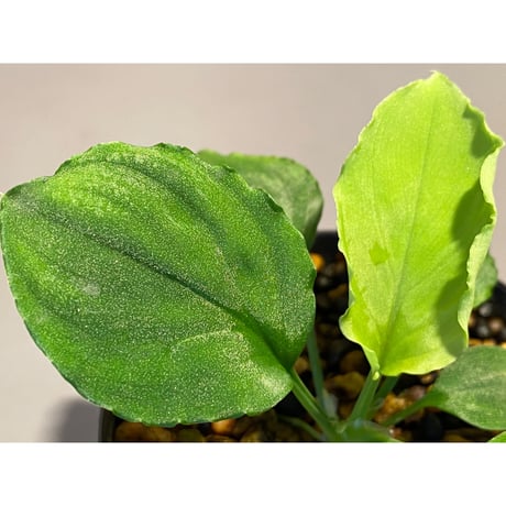 Homalomena sp. (Green) from Solok sumatera [LA0214-3]