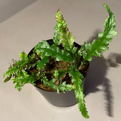 Microsorum sp. Short Dragon Tail