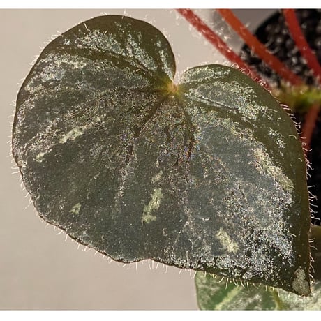 Begonia sp. from Cao Bang [YH251019] TK