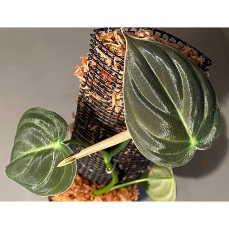 Philodendron melanochrysum