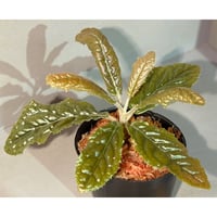 Ardisia sp. from Bengkulu [LA0315-1]