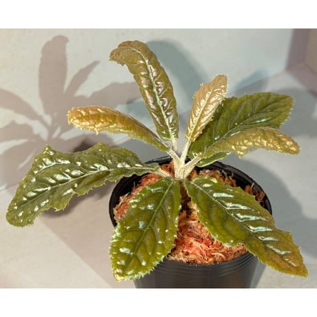 Ardisia sp. from Bengkulu [LA0315-1]