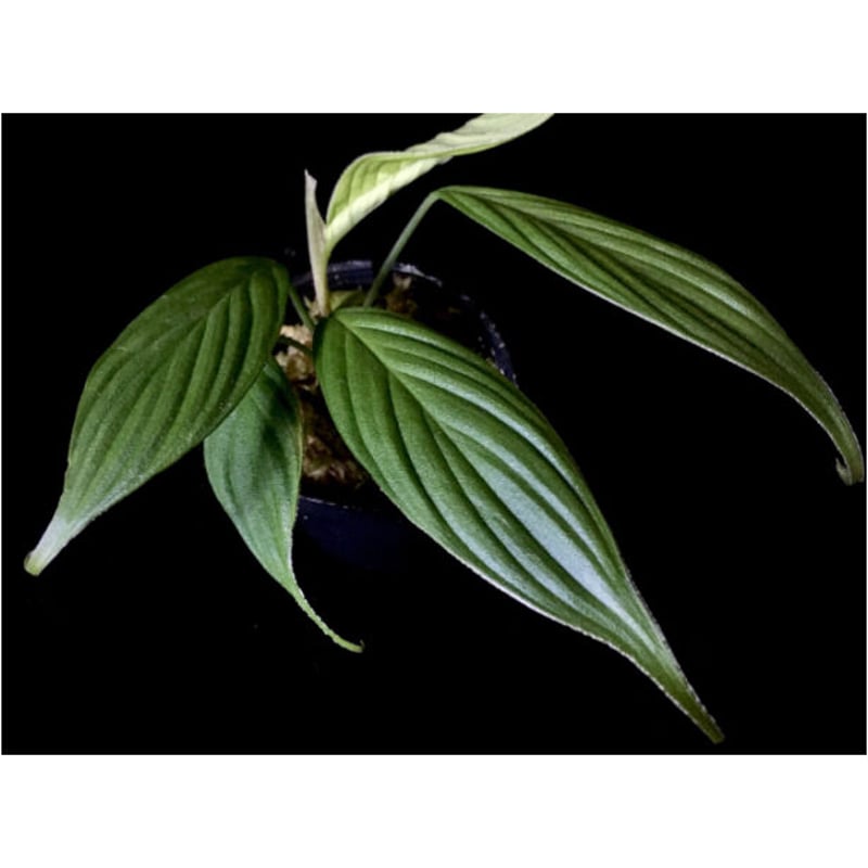 大株) Homalomena sp. 