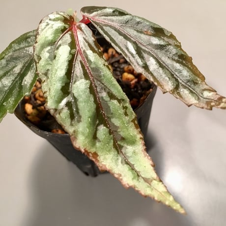 Begonia sp. from Sarawak