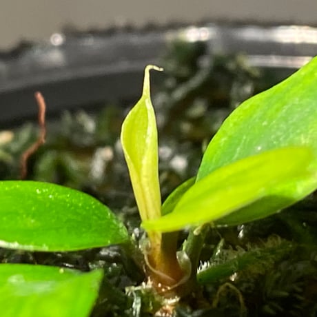 Homalomena sp. "Aceh selatan" Aceh Sumatra [TB]