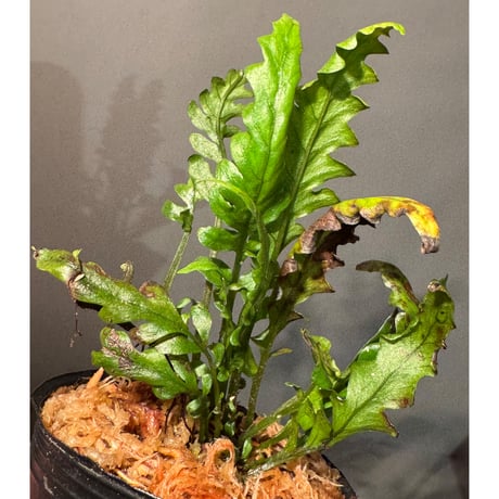 Bolbitis sinuosa from Philippines