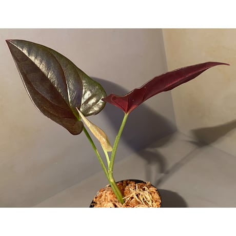Syngonium sp. from Choco Colombia [tanakay]