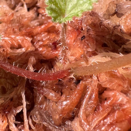 Begonia austroguangxiensis
