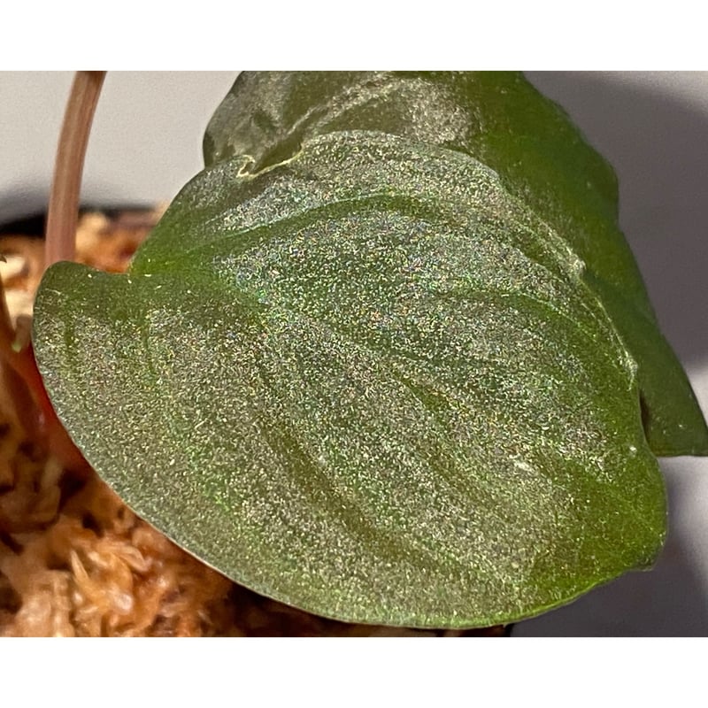 Homalomena sp. from Mt.Besar | M・R・G・R Homalomena sp. from Mt.Besar | M・R・G・R