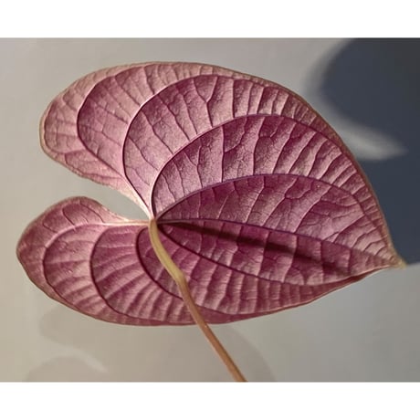 Dioscorea dodecaneura (discolor)