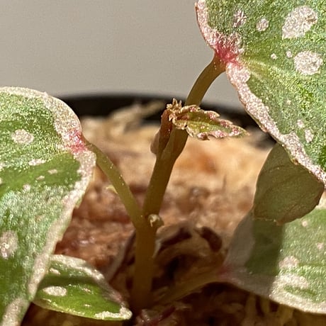 Begonia sp. from Tawau [TK071116-2]