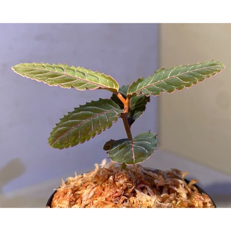 Labisia sp. from Riau Sumatera