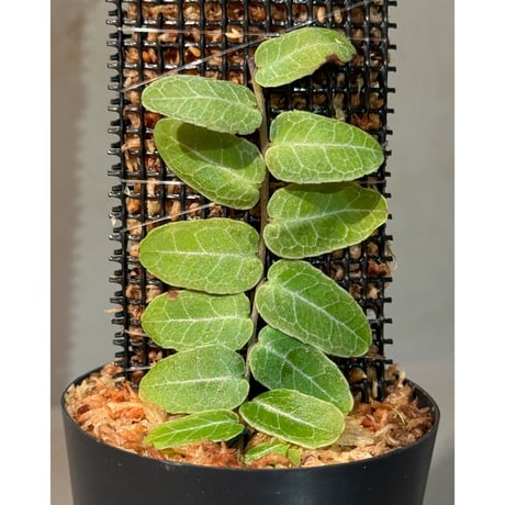 Marcgravia sp. from Iquitos Peru [tanakay]