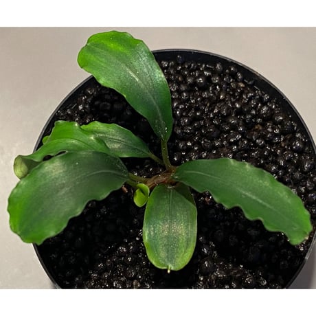 Bucephalandra sp. 黄緑 from Bukit Kelam Utara [AZ0611-14]