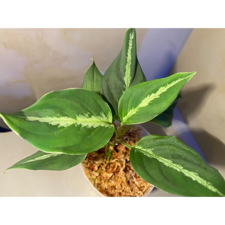 Aglaonema pictum "Sin-ei-tai" BGW from Sibolga [AZ0415-1b]