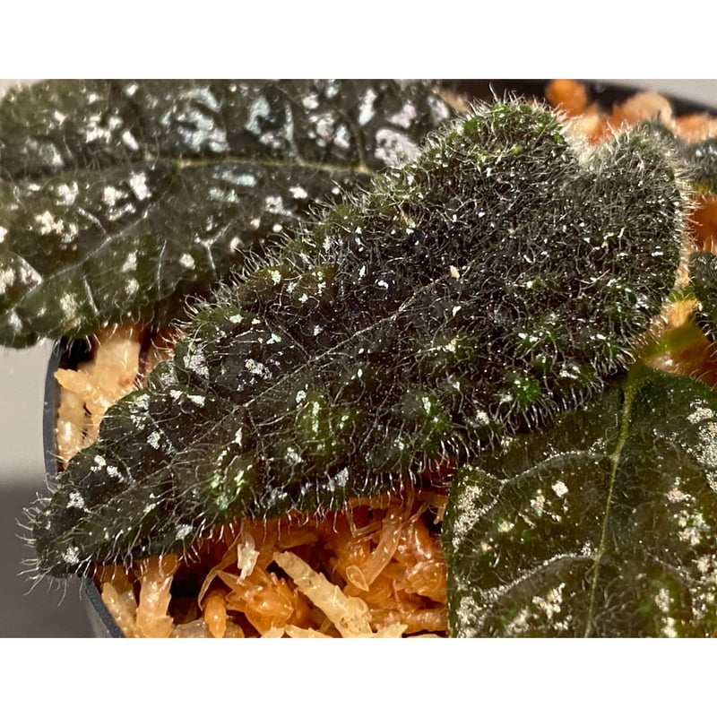 Columnea purpureovittata from Ecuador 伊藤蟻植物農園 |