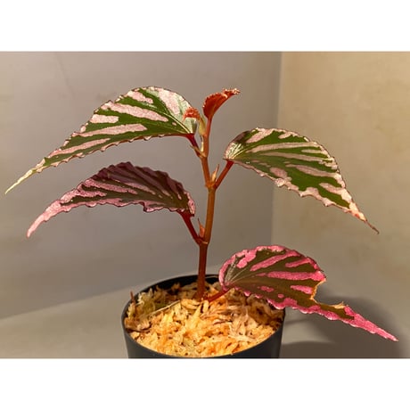Begonia sp. ぼっち株 from Julau [R1214-01b]