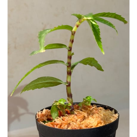 Elatostema sp. from Quezon, Luzon, Philippines