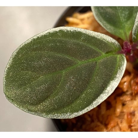 Cosmianthemum bullatum [LA0515-02]
