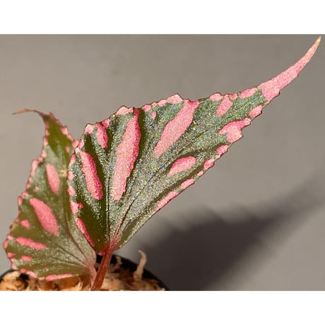 Begonia sp. ぼっち株 from Julau [R1214-01b]