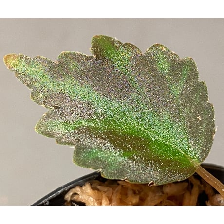 Begonia '煉獄-壱' [LA hyb.-f1-01]