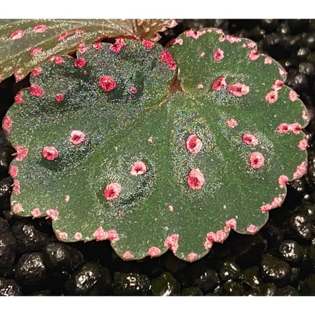 Begonia sp. from Saripoi [LA0813-2]