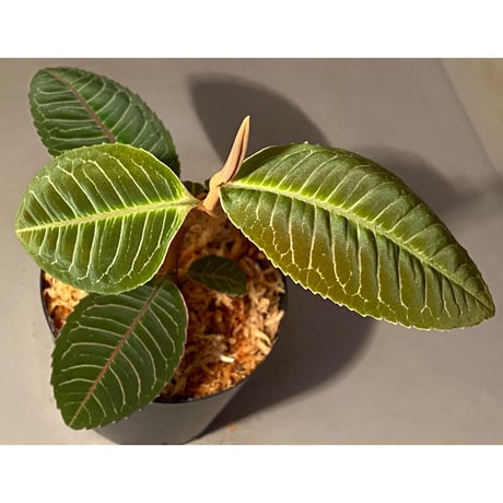 Labisia sp. from Riau sumatera
