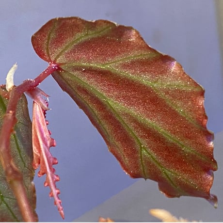 Begonia sp. "Crazy pink" from Lampung sumatera [LA1118-03]