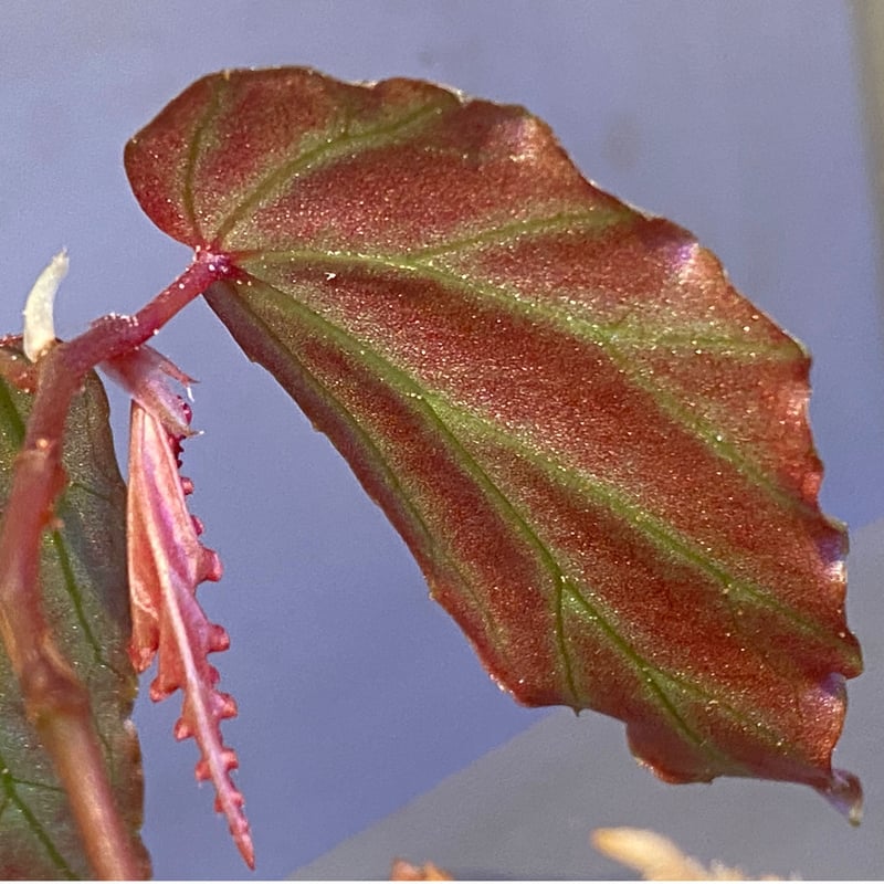 Begonia sp. 