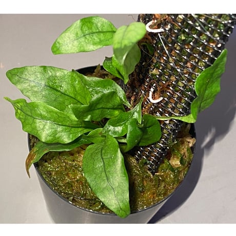 Microsorum sp. "Timika" Papua [TB]