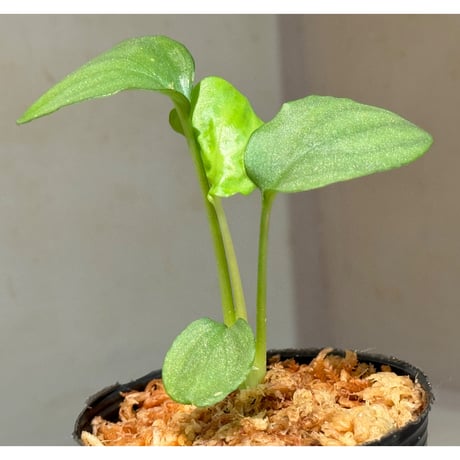 Homalomena sp. "Shirogane" SRP from Pulau Lingga[HW1017-XX]
