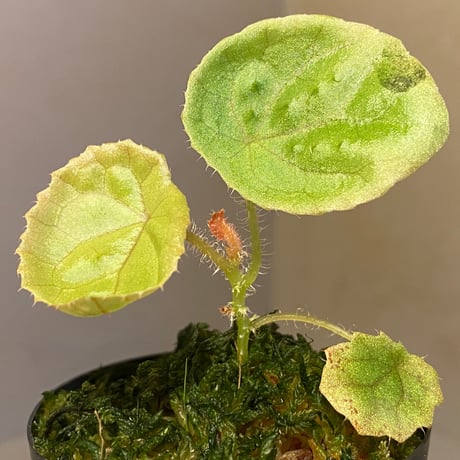 Begonia susaniae