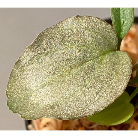 Homalomena sp. "Shirogane" SRP from Pulau Lingga[HW1017-XX]