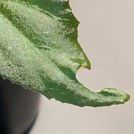 Begonia cf. laruei from Aceh sumatera [LA0216-02]