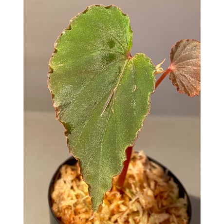 Begonia sp. from Lampung sumatera [LA1118-01]