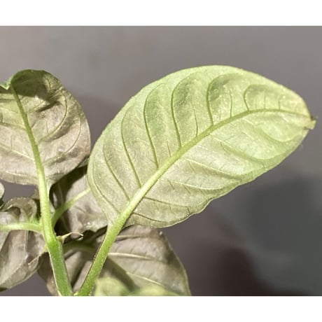 Ophiorriza sp. "鋼" from Aceh Selatan [HW0816-03]