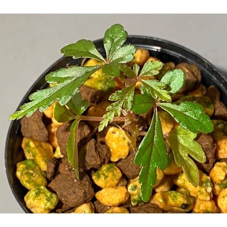 Begonia polilloensis