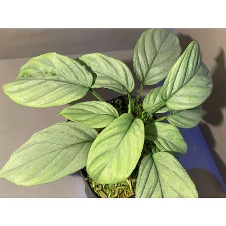 Homalomena cf. humilis from Sumatera Barat [LA0719-02]