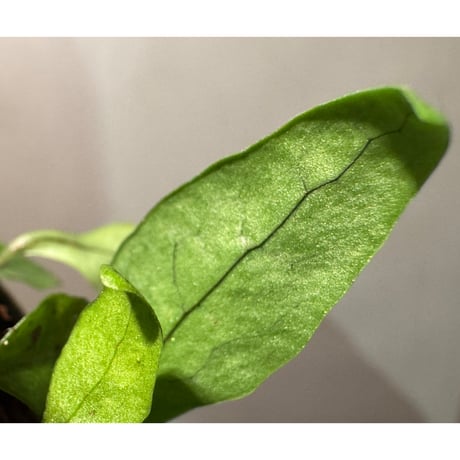 Microsorum sp. "Timika" Papua [TB]