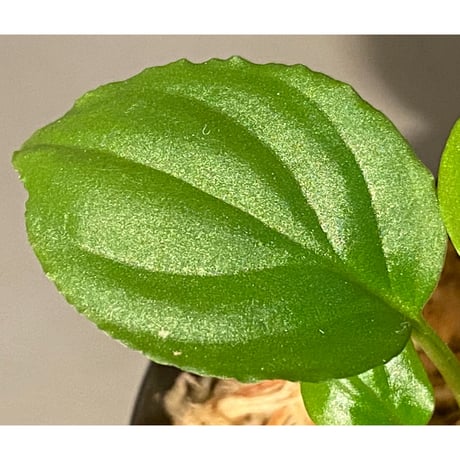 Homalomena sp. "Minimum" from Padan Utara [AZ0512-04]