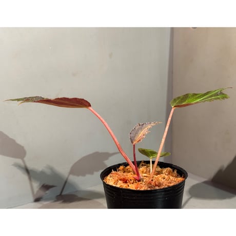 Begonia '煉獄-参' [LA hyb.-f1-01]