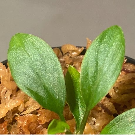 Homalomena sp. "Nanga pinoh" セミビロード Melawi Kal barat [TB]