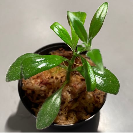 Columnea cf. crassifolia from Colombia [LA0316-03-f1]