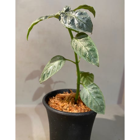 Ophiorriza sp. "鋼" from Aceh Selatan [HW0816-03]