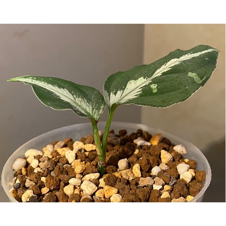 Aglaonema pictum "雷(いかずち)" 13冬 from Sibolga timur [AZ0913-3]