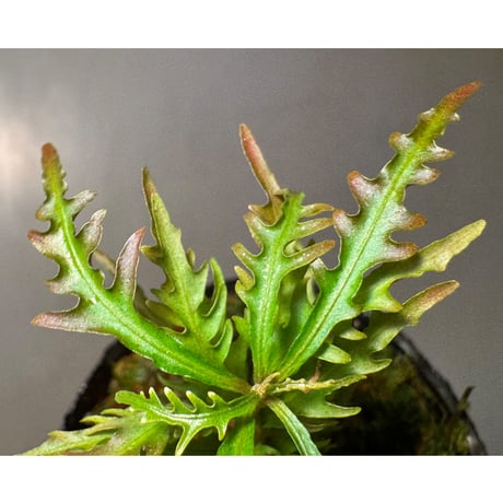 Labisia sp. from Jambi sumatera