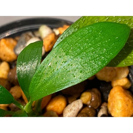 Homalomena hasei "狐尾" from Aceh sumatera [LA0616-04]