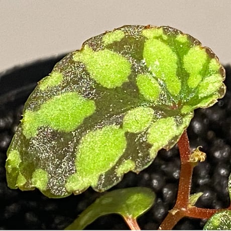 Begonia chlorosticta (Green) from Borneo Sarawak