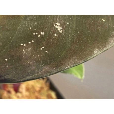Homalomena sp. from West Kalimantan